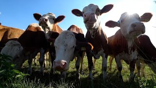 4K Cow videos ver2 🐮🐄 Cows mooing amp grazing in a field 🌿 Nature sounds amp white noise 🌾 Relaxing 🍂 [upl. by Karame]