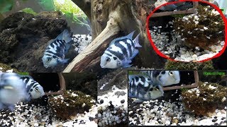 Convict cichlids breeding Eggs hatching and taking care of the new born fry [upl. by Eiroc918]