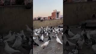 ❤️❤️ kabootar bird birdspecies pigeonelover kabutar pigeonbird [upl. by Manard]