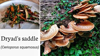 Identifying and cooking Dryads saddle Pheasants back mushroom Cerioporus squamosus [upl. by Bernardi]