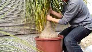 How to repot Beaucarnea recurvata 68 Spring 2011 [upl. by Lasonde]