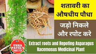 Shatavari Asparagus racemosus Medicinal Plant  Extract Root and Repoting I शतावरी का औषधीय पौधा [upl. by Wallis]