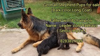 German Shepherd Pups of world champion quotLeader Vom Radhausquot [upl. by Oisor]