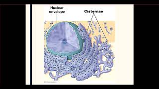 15 Membranous Organelles [upl. by Nylorac]