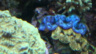 Tridacna maxima blue and gold [upl. by Kanter626]