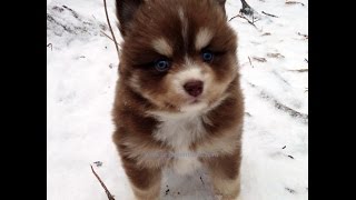 Pomsky Puppies Eating Snow So Cute [upl. by Joette]