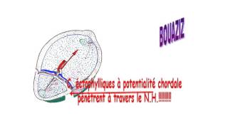 EMBRYOLOGIE Troisième semaine du développement embryonnaire [upl. by Adaminah]