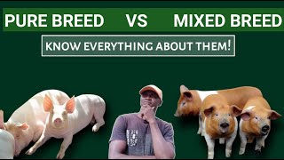 PURE BREED of pig vs MIXED BREED of pigs  Everything you need to know about them [upl. by Ahsemat561]