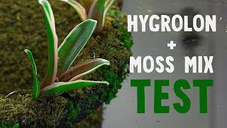 Test HYGROLON et MOSS MIX pour faire pousser de la mousse [upl. by Greenwood350]