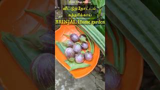 வீட்டு தோட்டத்தில் காய்கறிகள்  Home garden vegetables tamil  Gardening ideas tips🍆eggplant🍆brinjal [upl. by Yevoc600]