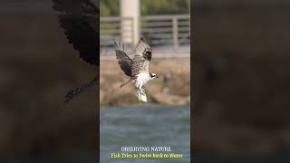 Osprey w Swimming Fish birdsofprey birds wildlife ospreys naturelovers [upl. by Malone]