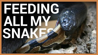 King Snake Eats a Python [upl. by Aisyla]