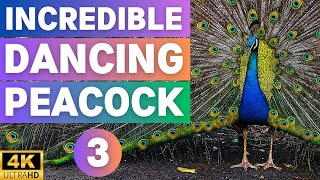 Incredible Dancing Peacock  Part 3  Mesmerizing Dance Moves and Vibrant Feathers [upl. by Serica]