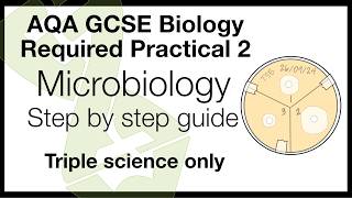 AQA Biology Practical 2 Microbiology Walkthrough  Method  Exam Help [upl. by Uliram]