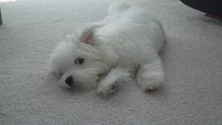 Jaycee  Coton De Tulear  Howling [upl. by Merideth]