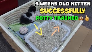 How I potty trained my 3 weeks old kitten  Potty training kitten successfully [upl. by Mirella]