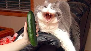 Cats Vs Cucumbers Compilation [upl. by Pang]