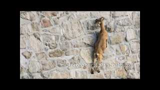 Ibex Climbing on dam  Stambecchi diga Cingino © roberto bianchetti [upl. by Anasor780]