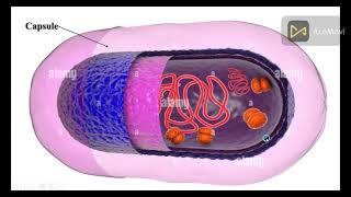La structure bactérienne la capsule bactérienne [upl. by Callista]