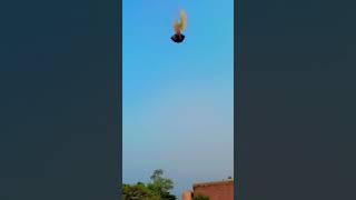 Flying pigeon🔥🔥viralshort pigeon ytshorts [upl. by Jaynell]