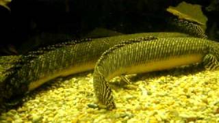 Polypterus Ornatipinnis courtship [upl. by Kellsie]