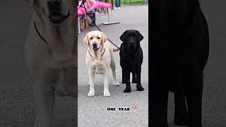 25 Days Vs one Year Labrador puppy transformation shots feed dogbreed labrador pets doglover [upl. by Erbua900]