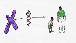 Importancia de los cromosomas y los genes en la herencia biológica [upl. by Ayian]