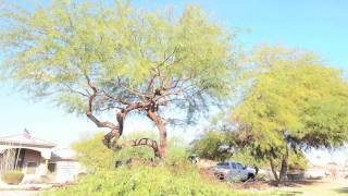 Mesquite Tree Trim [upl. by Jair]