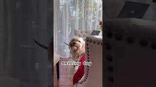 Smiling dog meme funnydogvideos cutedog smilingdog smilinggirl morkie [upl. by Anawt]