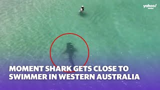 Moment shark comes close to swimmer in Western Australia  Yahoo Australia [upl. by Lauri823]