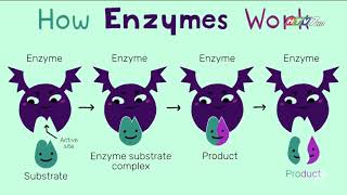 HTV7 Sức khỏe đời sống  ENZYME [upl. by Laeno]