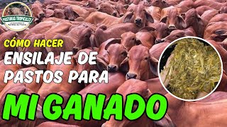 Cómo hacer ENSILAJE DE PASTOS para N¡MI GANADO ganaderiacolombiana ganaderoscolombia [upl. by Anaud]