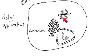 AS Biology  Cell structure of eukaryotes [upl. by Nafis]