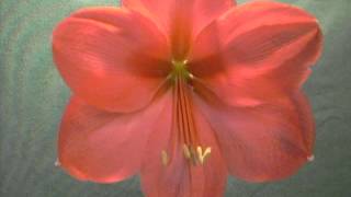 Susan Amaryllis Hippeastrum Bulb [upl. by Monaco]