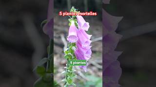 5 plantes mortelles à ne pas manger  jardin nature plante [upl. by Lauritz]