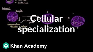 Cellular specialization differentiation  Cells  MCAT  Khan Academy [upl. by Vittorio]