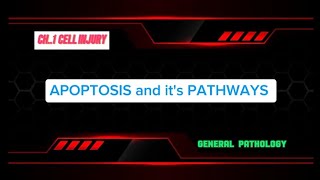 APOPTOSIS AND ITS PATHWAYS Part 06  Gen Patho CH 01 [upl. by Giulietta879]