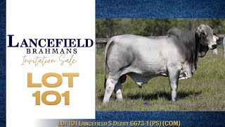 Lot 101 Lancefield S Derby 6673 1 PS COM [upl. by Redmond]