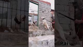 2 dogo argentino fighting 😱😳dog trending dogoargentino doglover vlog shorts viralvideo [upl. by Tik411]