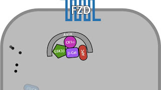 The Wnt pathway in a normal and in a tumour cell [upl. by Nylissej496]