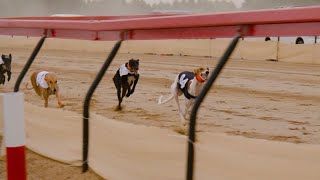 A breed for speed Salukis in the Gulf race to be top dog [upl. by Aehcim]