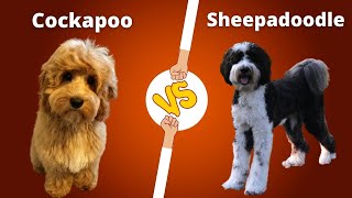 Cockapoo VS Sheepadoodle  Sheepadoodle VS Cockapoo Dog breed comparison [upl. by Dygert]