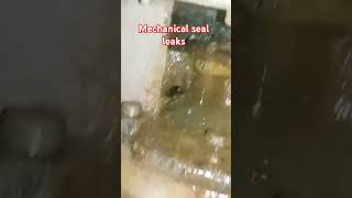 Mechanical seal leaks [upl. by Viddah]