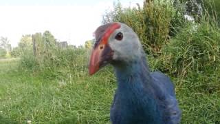 Greyheaded purple swamphen Porphyrio poliocephalus [upl. by Marlyn]