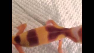 Leopard gecko scream [upl. by Kifar]