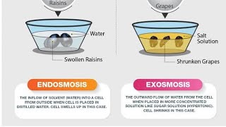 Observation of materials in different Solutions 9th Biology by Roshan AKTPMCHS ROCKERS [upl. by Hermon]