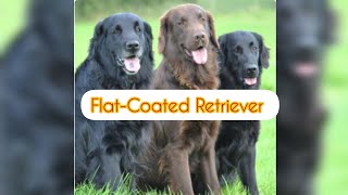 FLATCOATED RETRIEVER [upl. by Tapes]