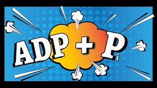 Phosphorylation of ADP in 45 seconds  A Level Biology  ADPPi → ATP [upl. by Kikelia590]