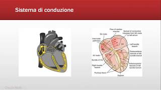 ECG Base Blocchi AtrioVentricolari  Quiz FOAMed [upl. by Aramanta]