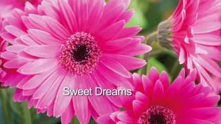 Robertas 4pc Sweet Series Garvinea Hardy Gerber Daisies on QVC [upl. by Oconnor]